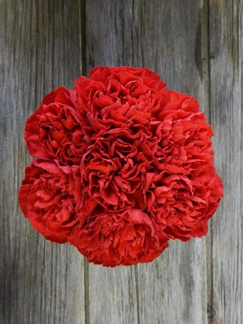 POMODORO  RED CARNATIONS